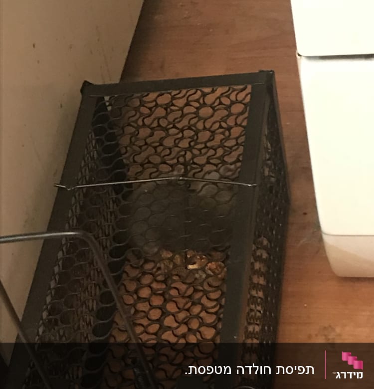 מלכודת מתכת עם מכרסם בפנים על רצפה